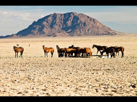 Video: Ngựa hoang, cuộc sống trong tự nhiên