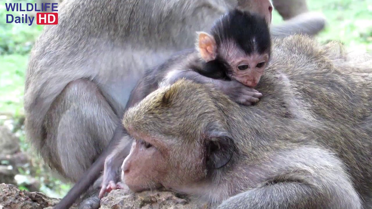 WHY DANA MOTHER MONKEY LEAVE DANIELA BABY MONKEY ALONE? DON'T THIS WITH YOUR BABY