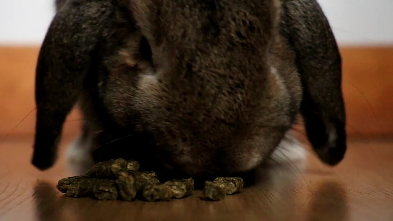 Versele Laga Crispy Pellets Rabbits - Miscota United States of America