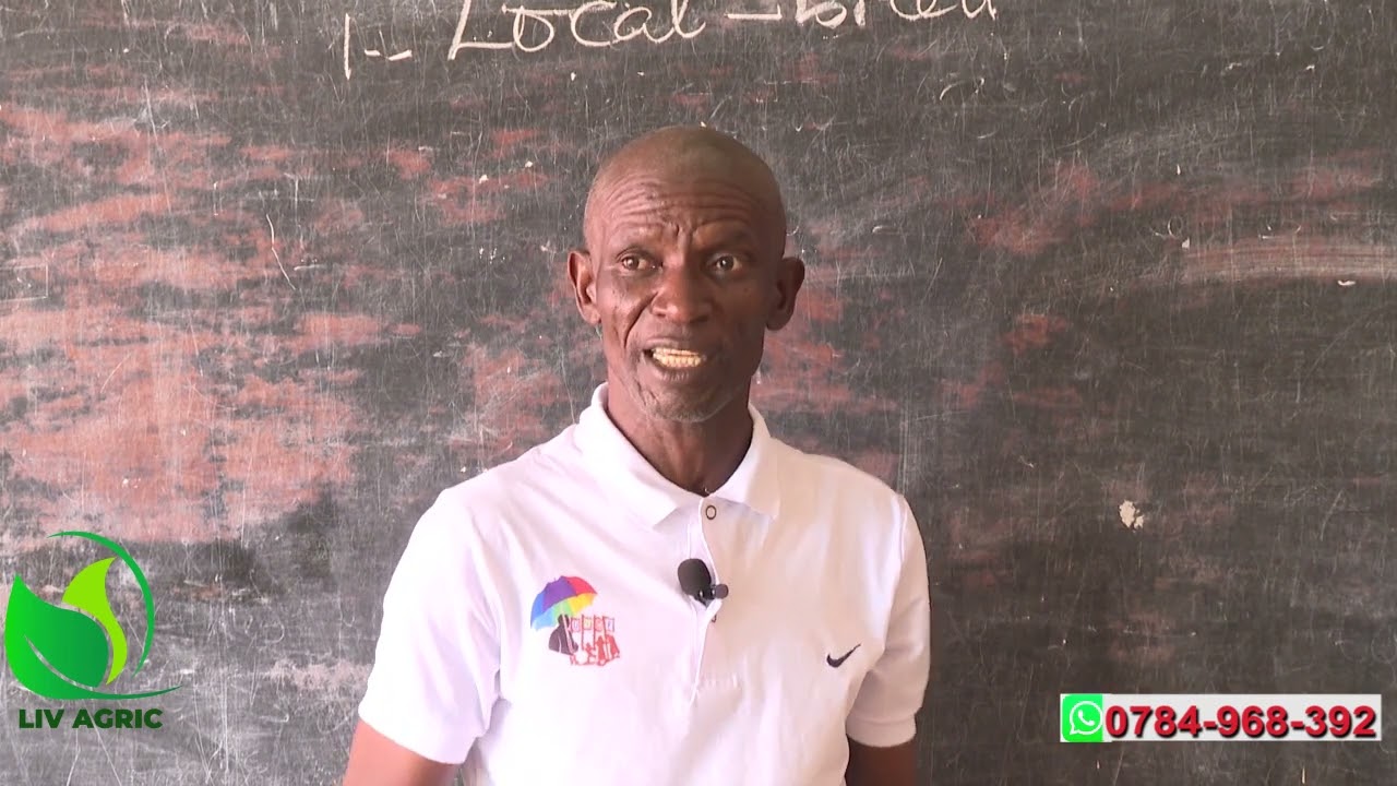 Consider this, Before Starting up A Successful Poultry Project