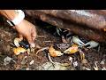 Palau Food - STUFFED COCONUT CRAB UKAEB Seafood Koror