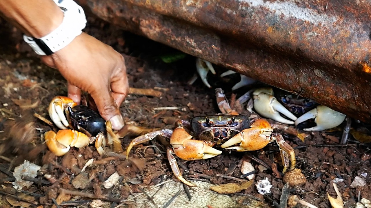 Кухня Палау - ФАРШИРОВАННЫЙ КОКОСОВЫЙ КРАБ UKAEB Морепродукты Корор