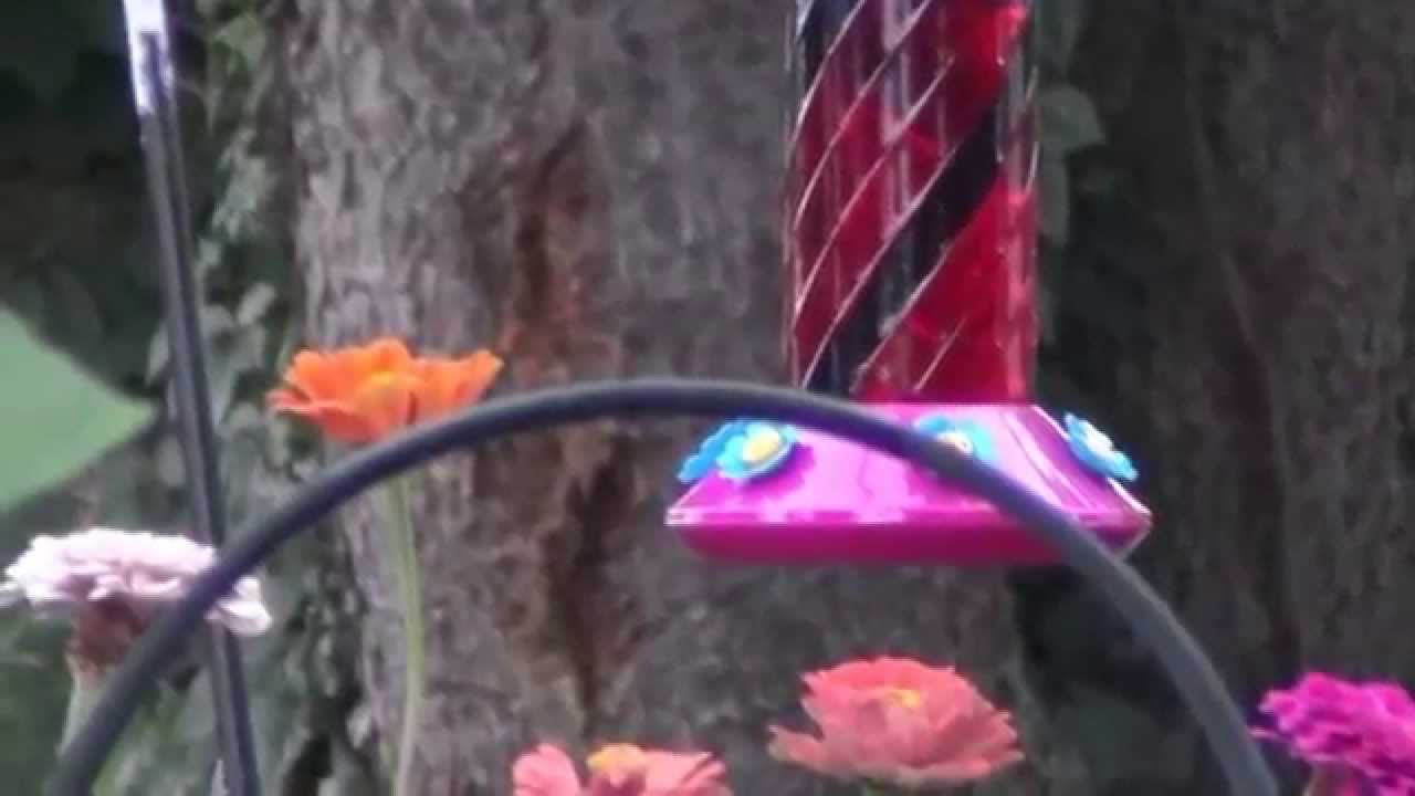 miltontpike1 Creepy Slow Motion Humming Bird