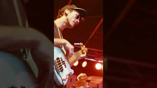 Brew Berrymore - Eisbär (Grauzone Cover)