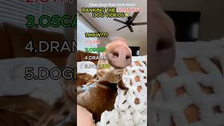 Ranking The Funniest Dog Videos