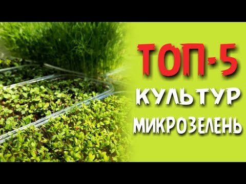 ТОП-5 культур микрозелени. Что выращивать и продавать?