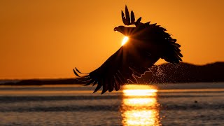 Looking for the White Tailed Eagle in Flatanger August 2023