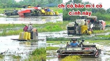 QUAY CẢNH MÁY CẮT LÚA KUBOTA DC93 CÙNG WD105PRO LỘI MÙA NƯỚC NGẬP MÂM LUÔN amazing video new