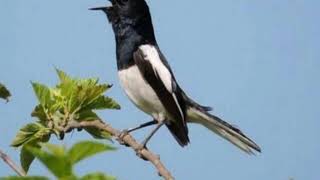 Download Lagu Suara Burung Kacer Termahal Di Dunia Cocok Banget Buat Pancingan.. MP3