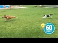 Hilarious cat chases dog   funniest animals and pets