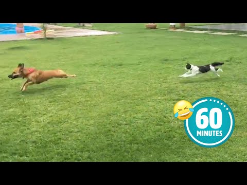 Hilarious Cat CHASES Dog 😯 | FUNNIEST Animals and Pets