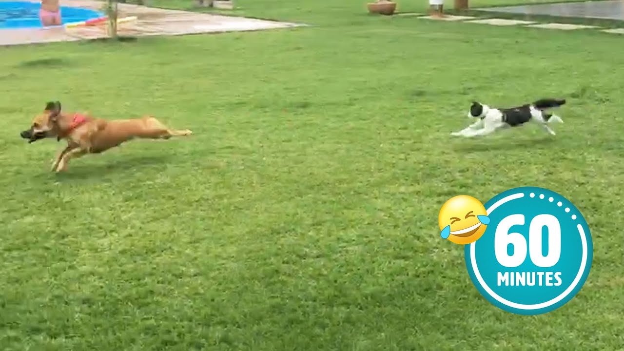 Hilarious Cat CHASES Dog 😯 | FUNNIEST Animals and Pets