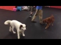 Aggression Rehab Session Dog Training Aggression Rehab Session Dog Training