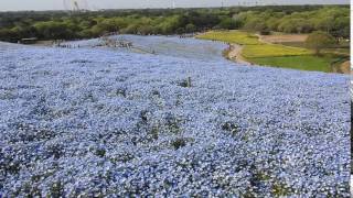 ネモフィラの丘 2017 ネモフィラの丘 検索動画11 ネモフィラの丘 2017 ネモフィラの丘 検索動画 11