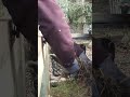 How to make the rabbits happy 🐰