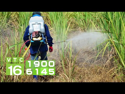 Video: Giải pháp thay thế Glyphosate an toàn: Sử dụng gì thay vì làm tròn để kiểm soát cỏ dại