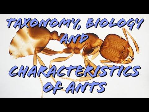 Taxonomy, Biology, and Characteristics of ants