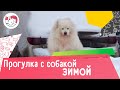 6 правил прогулки с собакой зимой