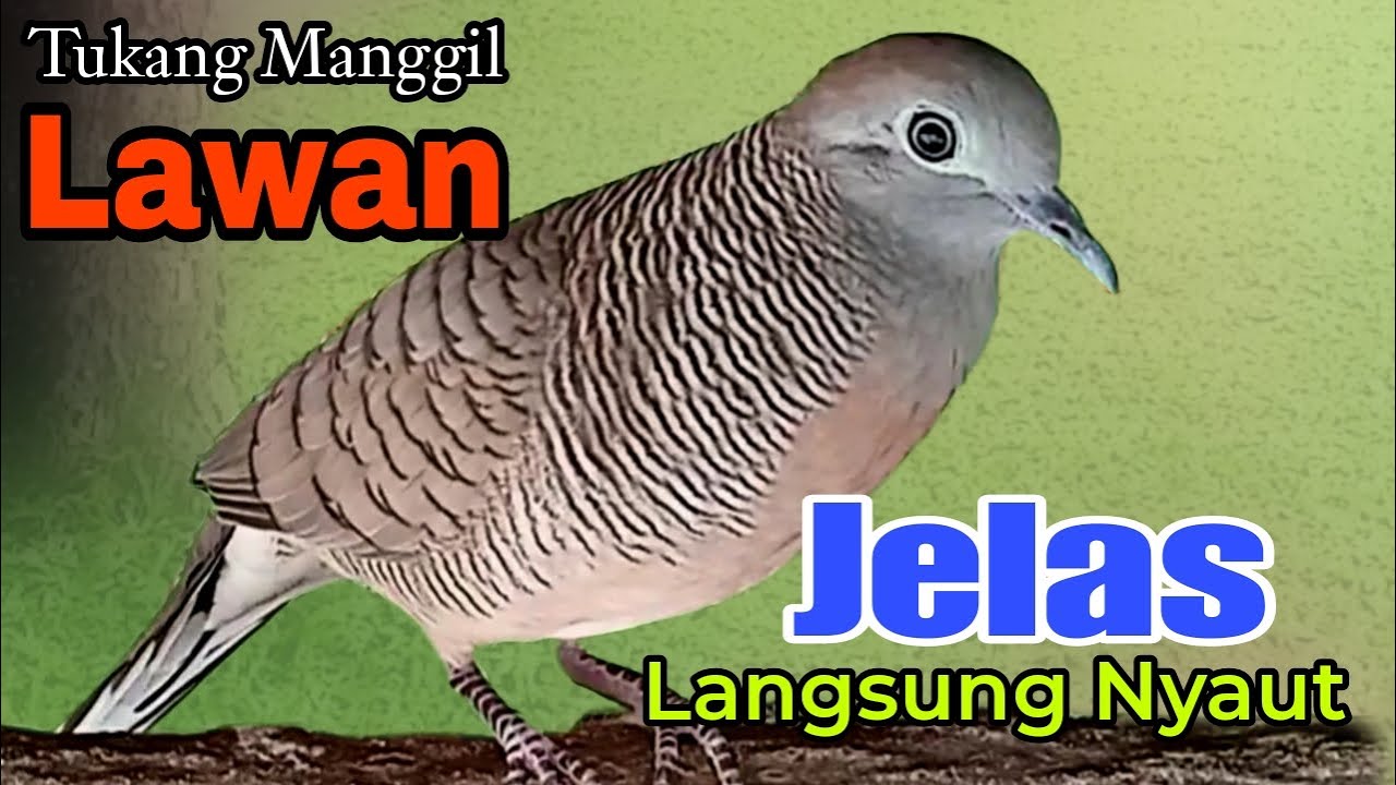 PANCINGAN PERKUTUT TUKANG MANGGIL LAWAN BUNYI 100% AMPUH LANGSUNG BIKIN LAWAN NYAUT