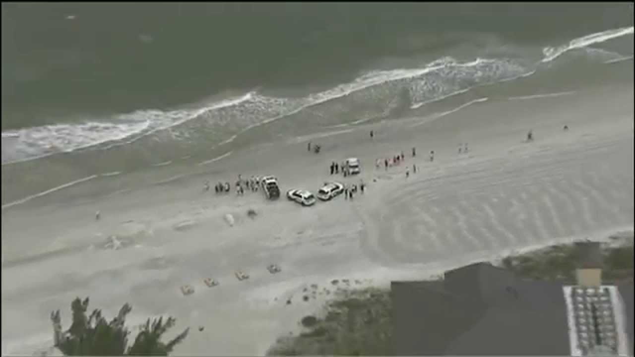 whale animal classification RAW VIDEO: Rescuers try to save beached baby whale