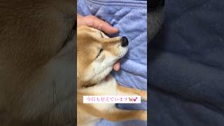 甘え上手🩷　#豆柴#柴犬#日本犬#可愛い#Shiba#こはる