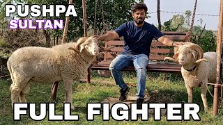 Quality Pushpa sultan Full fighter Bhopal ke vilayati mande Spotless Pink Murtiza ali lara goat's