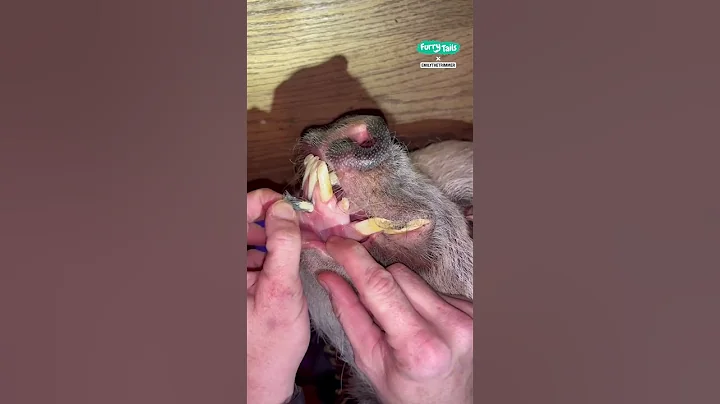 😮 The poor pig had hair growing out of its teeth #shorts