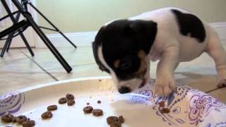 Jack Russell Terrier Puppies Eating | Cuteness overload :)