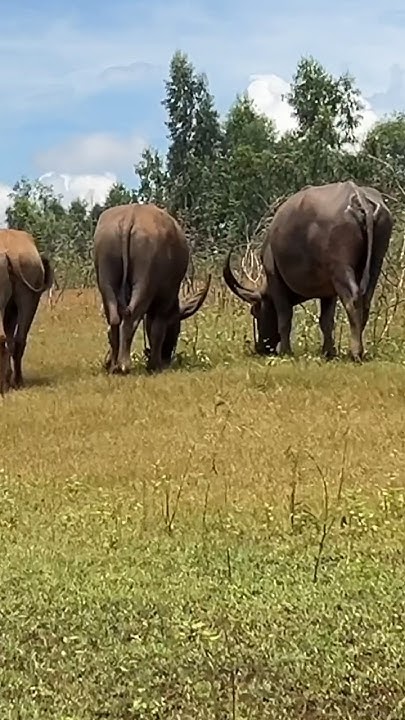 buffalo-eat-food-what-type-of-food-do-buffalo-eat-youtube