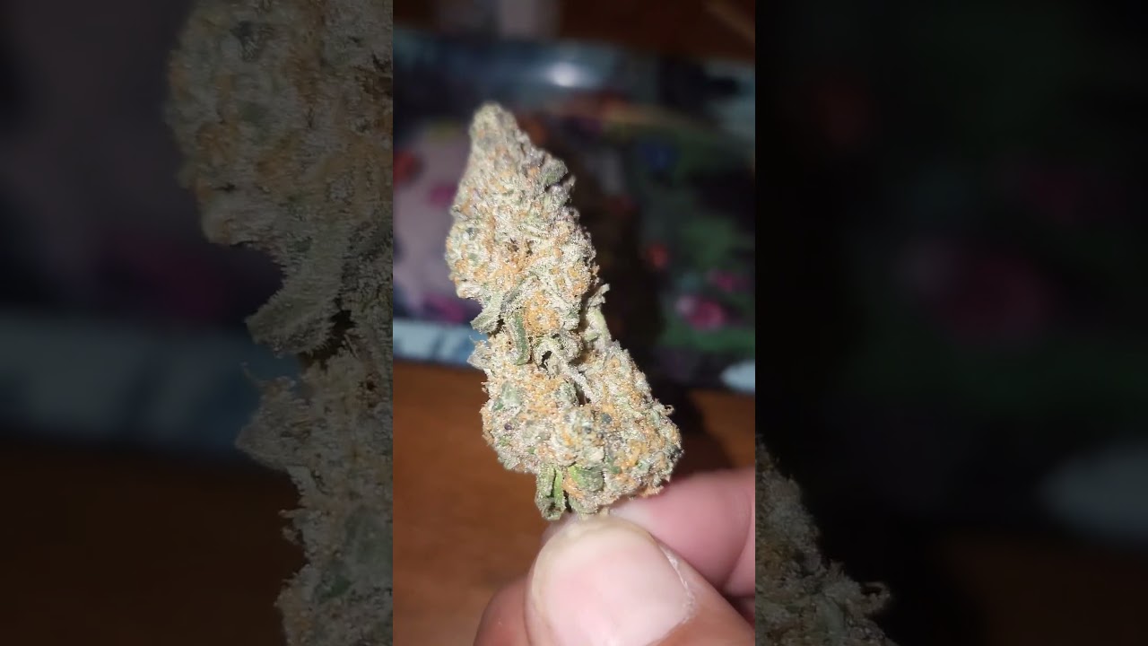 Strain: Government Oasis