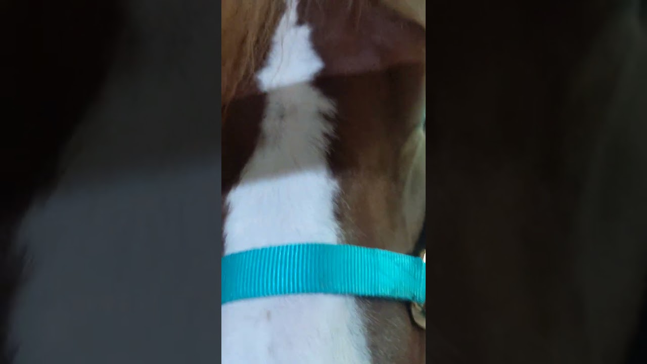 THE CUTEST BIGGEST BABY HORSE! 