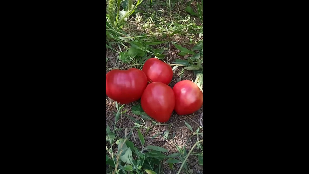 Купить Семена Томата Сахарная Гирлянда