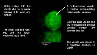 Lipid Vesicles In A Hypo-Osmotic Environment