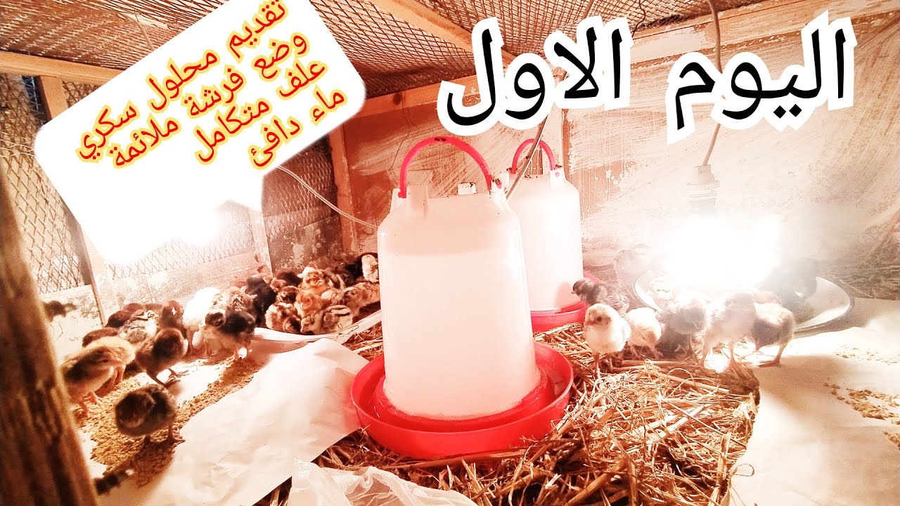 تربية الدجاج البلدي :إستقبال الكتاكيت اليوم الاول