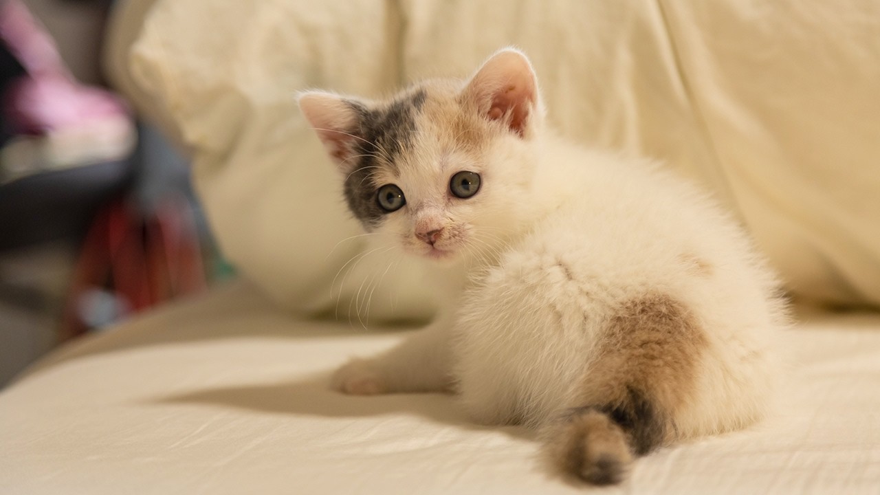 【ぽてと生誕8周年】可愛すぎる子猫を保護してから1歳になるまでの成長記録をギュッとまとめました！【誕生日】