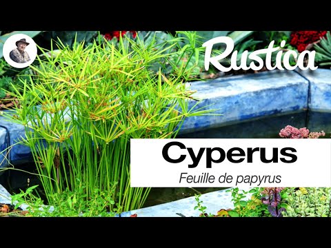 Vidéo: Hivernage Cyperus Papyrus : comment prendre soin du papyrus en hiver