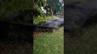Heboh lagi, ditemukan buaya raksasa bertapa sampai membatu di sungai Jombang