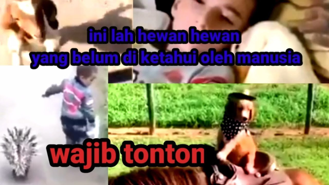 Hewan langka/hewan yang dekat dengan manusia 