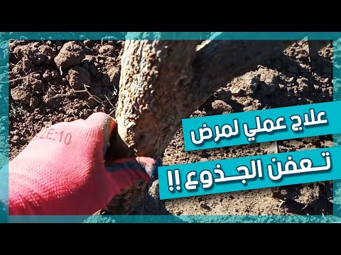 فيديو: التحكم في تعفن جذور الأفوكادو - إدارة تعفن الجذور في أشجار الأفوكادو