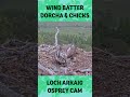 Windy weather batters Dorcha and the chicks on nest 2
