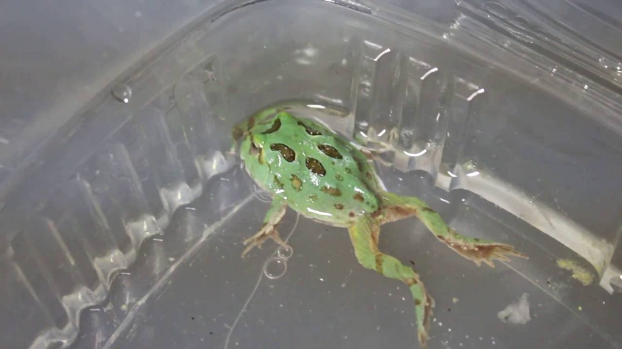 how to video while playing music TEAL BLUE PACMAN FROG SEIZURE JULY 2016