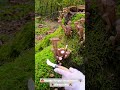 Honey fungus mushroom #nature #เห็ดขอนสน #เยอรมัน