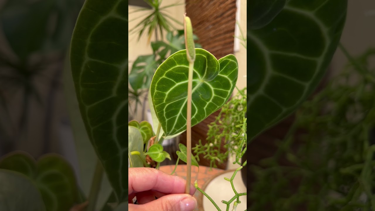 Anthurium Clarinervium Flower | How to prune #anthurium #inflorescence -  YouTube