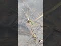 Ужик | Охота на лягушек |