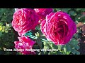 Розы. Гортензии и Розы в моем саду. Goldelse, Johann Wolfgang Von Goethe,  Munstead Wood.🌹🌹🌹