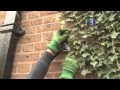 How To Remove Ivy from Trees and Brickwork