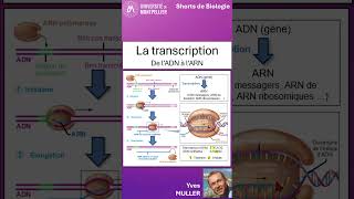 19. La transcription : de l'ADN à l'ARN