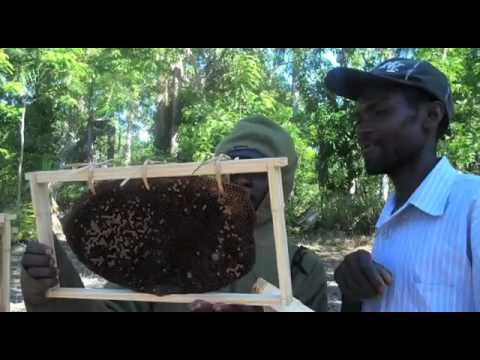 rights issue Oxfam America: Sweet as honey