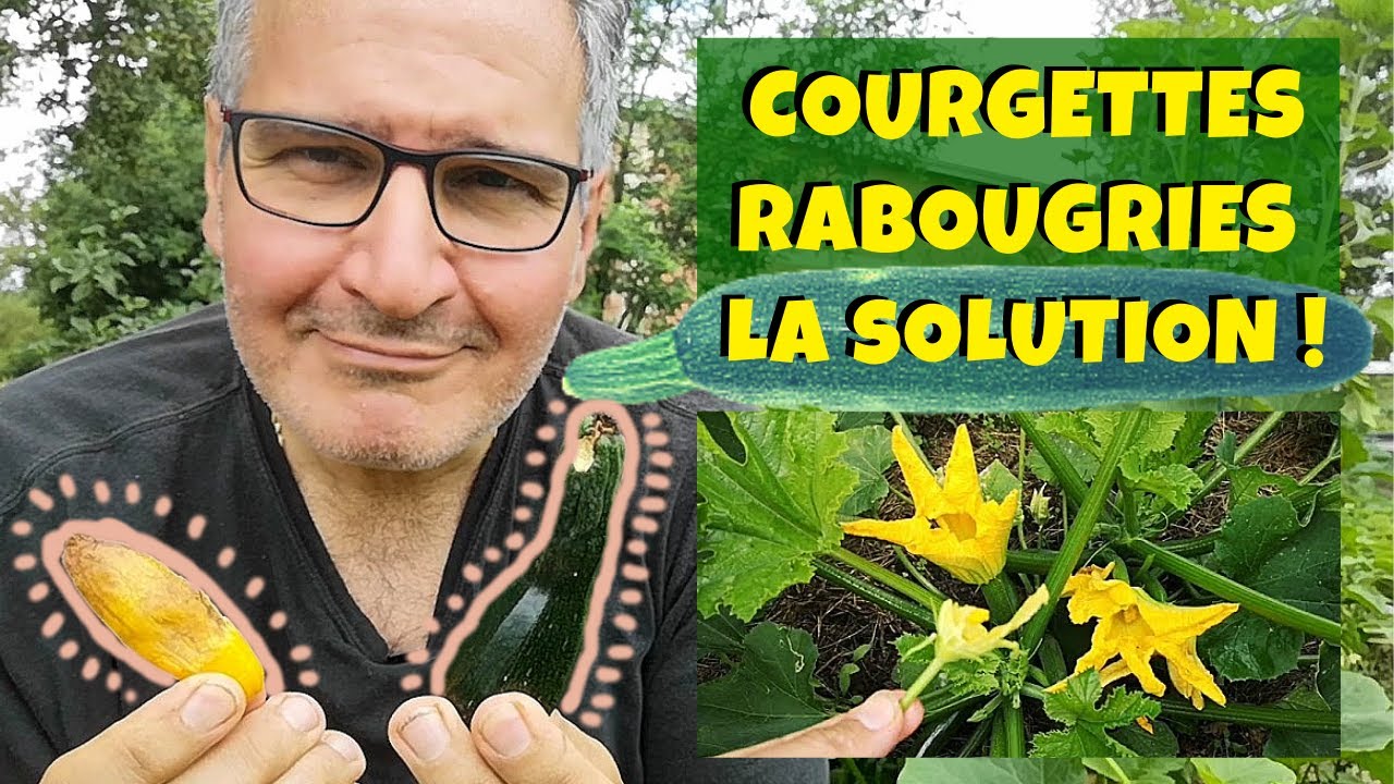 Mes courgettes pourrissent ! Que faire ?