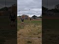 Great Kickball Kick Fun Soccer Usa Cat Dog Kickball Football 